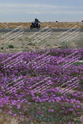 media/Jan-14-2023-SoCal Trackdays (Sat) [[497694156f]]/Turn 14 Exit Bloomig (145pm)/
